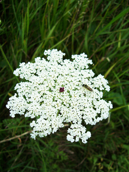 Bishop’s Lace